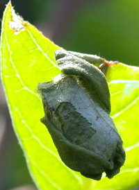 Sumac Leaf-rolling Weevil
